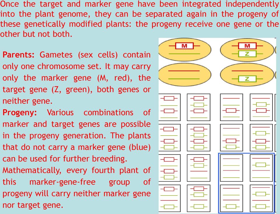 It may carry only the marker gene (M, red), the target gene (Z, green), both genes or neither gene.