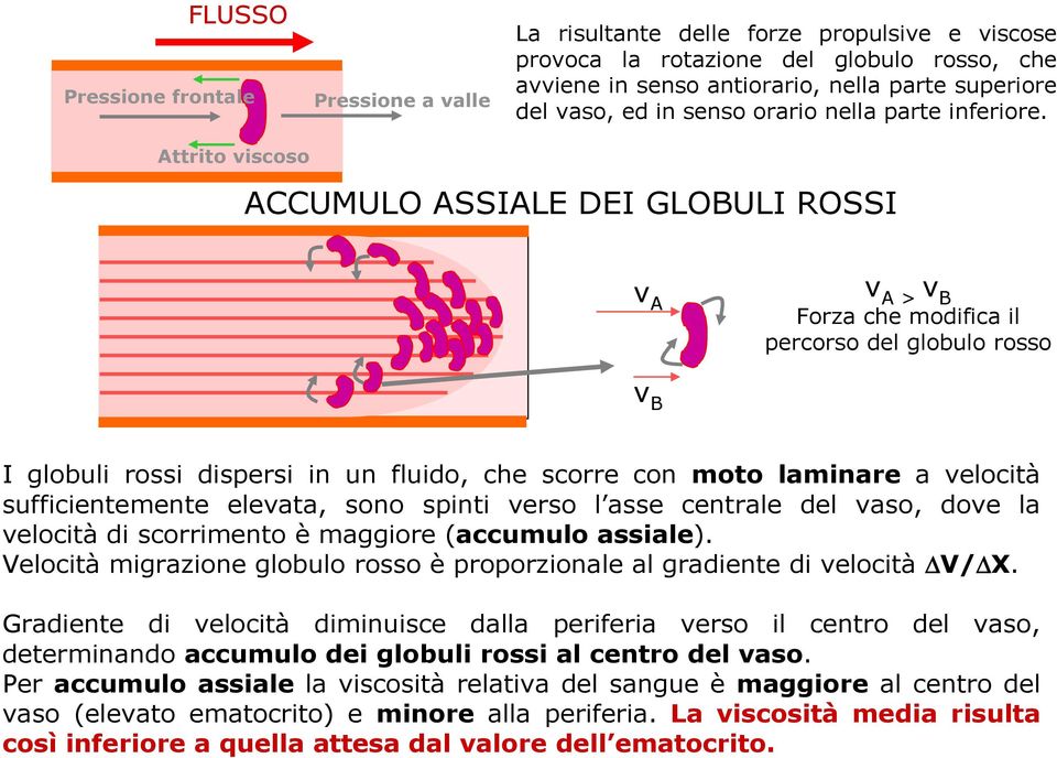 ACCUMULO ASSIALE DEI GLOBULI ROSSI v A v A > v B Forza che modifica il percorso del globulo rosso v B I globuli rossi dispersi in un fluido, che scorre con moto laminare a velocità sufficientemente