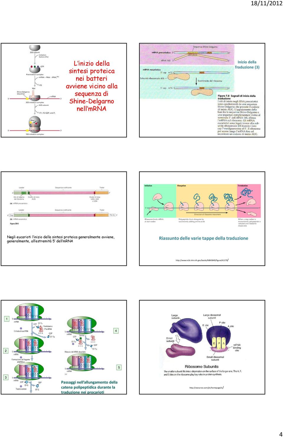 mrna Riassunto delle varie tappe della traduzione http://www.ncbi.nlm.nih.