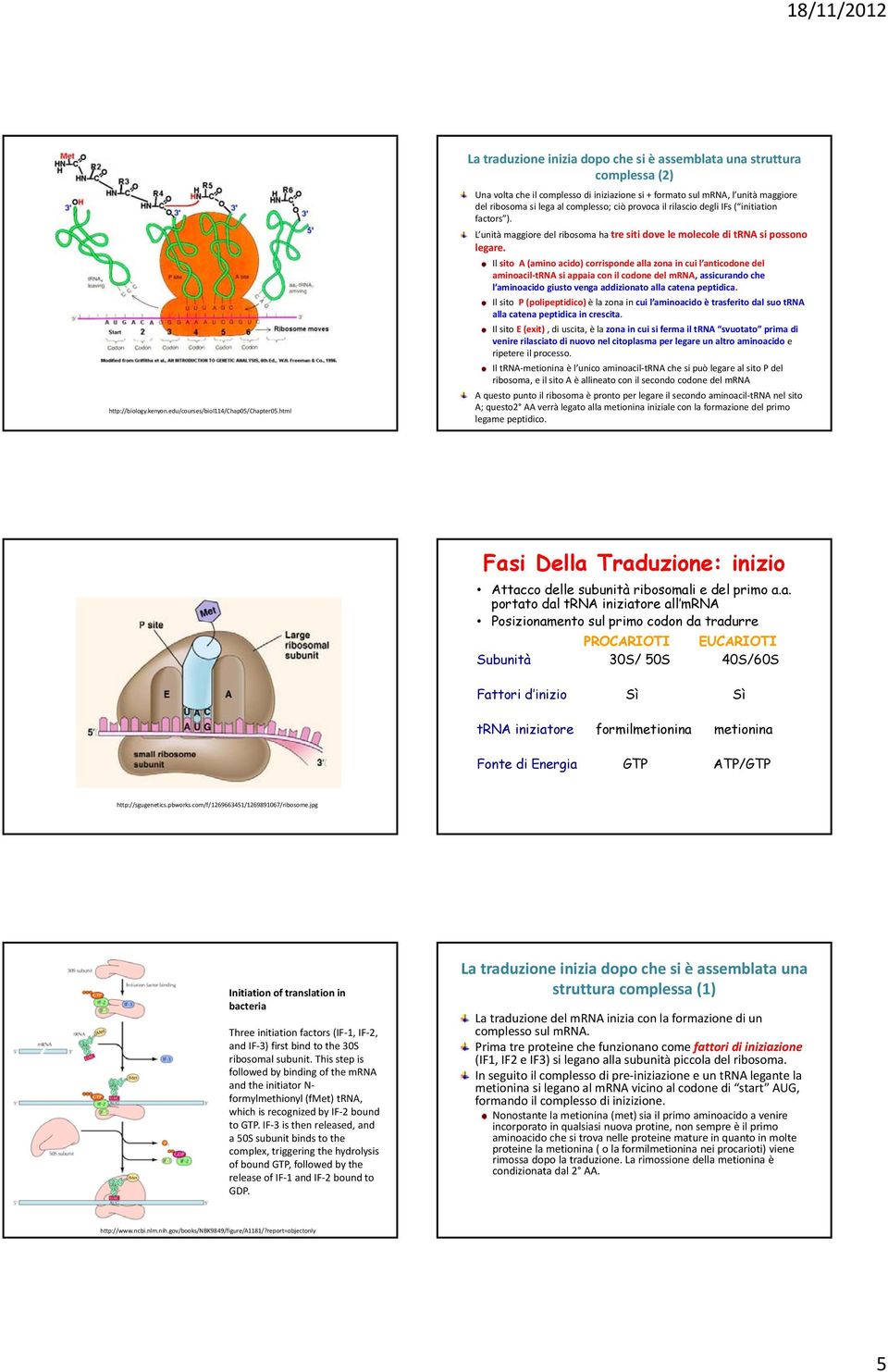 provoca il rilascio degli IFs ( initiation factors ). L unità maggiore del ribosoma ha tre siti dove le molecole di trna si possono legare.