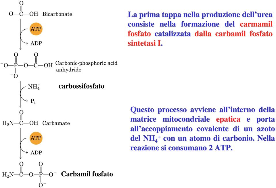 I carbossifosfato Questo processo avviene all interno della matrice mitocondriale epatica e