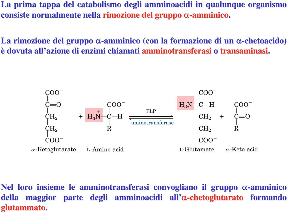 La rimozione del gruppo α-amminico (con la formazione di un α-chetoacido) è dovuta all azione azione di