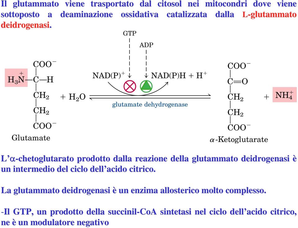 L α-chetoglutarato prodotto dalla reazione della glutammato deidrogenasi è un intermedio del ciclo dell acido