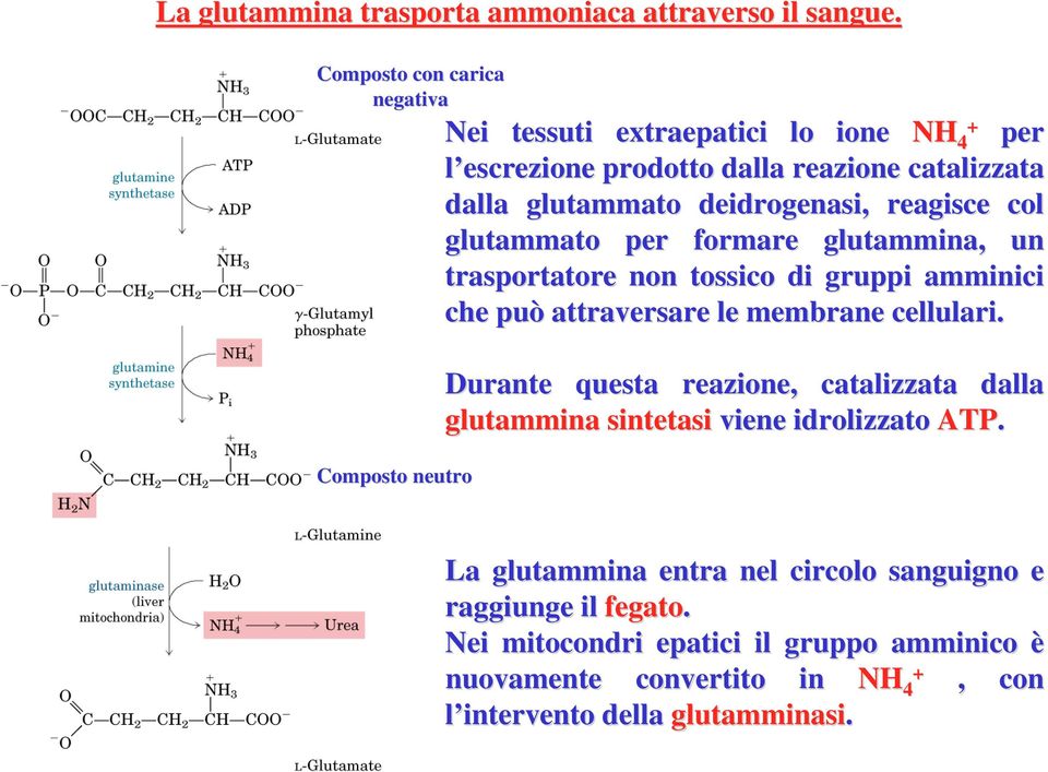 deidrogenasi, reagisce col glutammato per formare glutammina, un trasportatore non tossico di gruppi amminici che può attraversare le membrane cellulari.