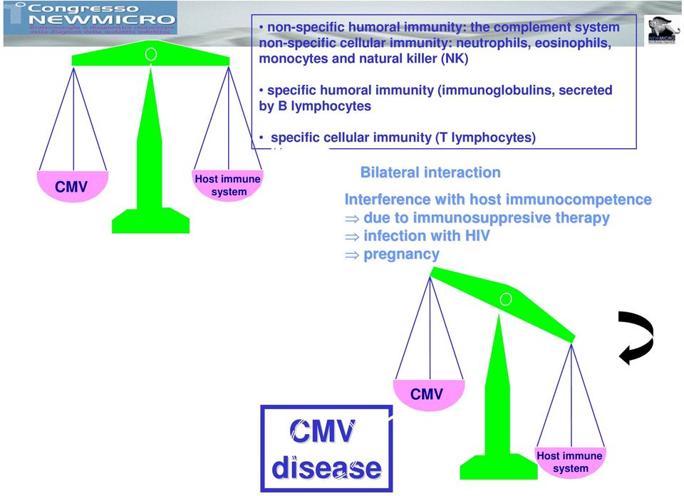 lymphocytes specific cellular immunity (T lymphocytes) CMV Host immune system Bilateral interaction