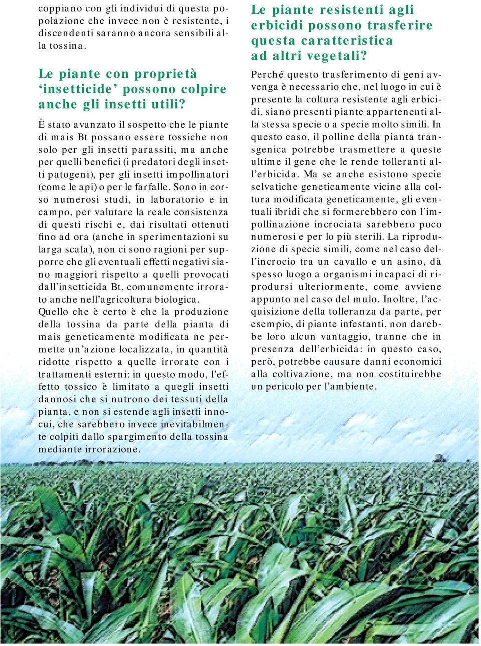 È stato avanzato il sospetto che le piante di mais Bt possano essere tossiche non solo per gli insetti parassiti, ma anche per quelli benefici (i predatori degli insetti patogeni), per gli insetti