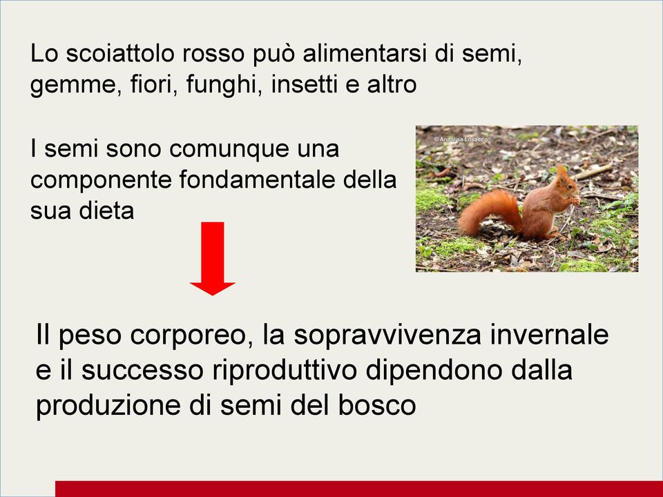 fondamentale della sua dieta Il peso corporeo, la sopravvivenza