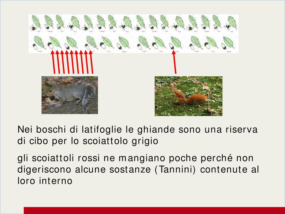 scoiattoli rossi ne mangiano poche perché non