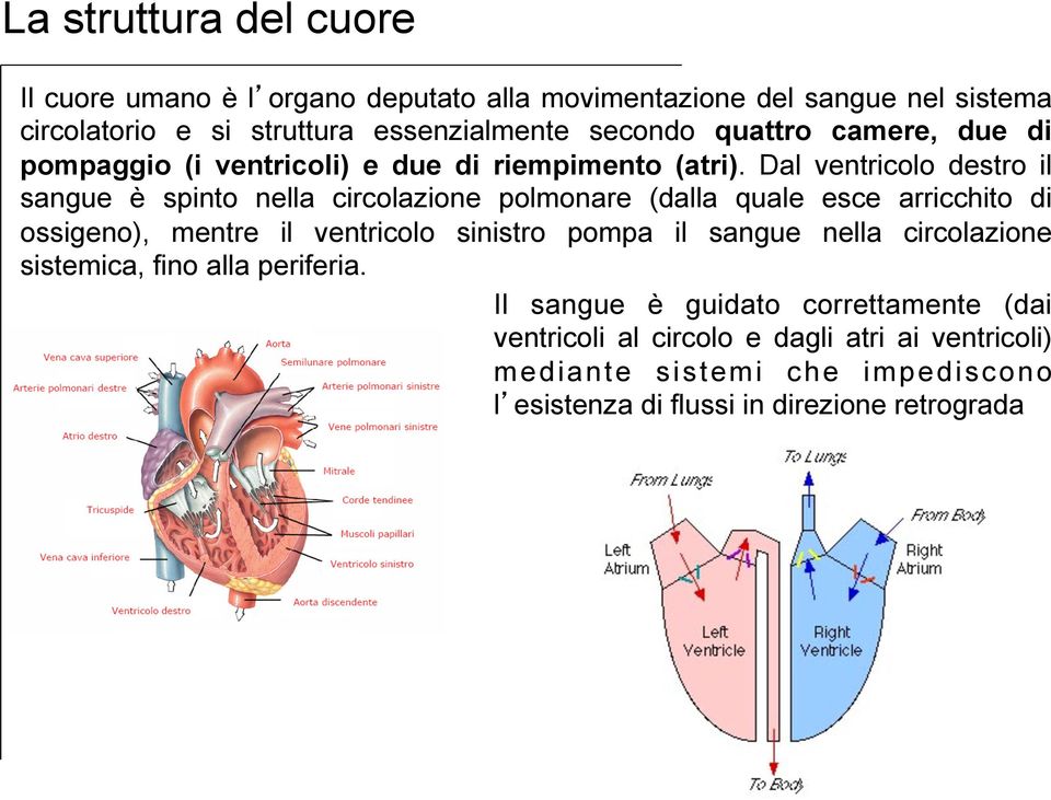 Dal ventricolo destro il sangue è spinto nella circolazione polmonare (dalla quale esce arricchito di ossigeno), mentre il ventricolo sinistro pompa il