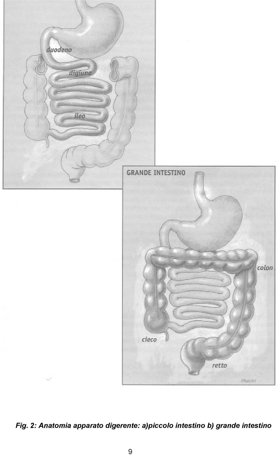 a)piccolo intestino