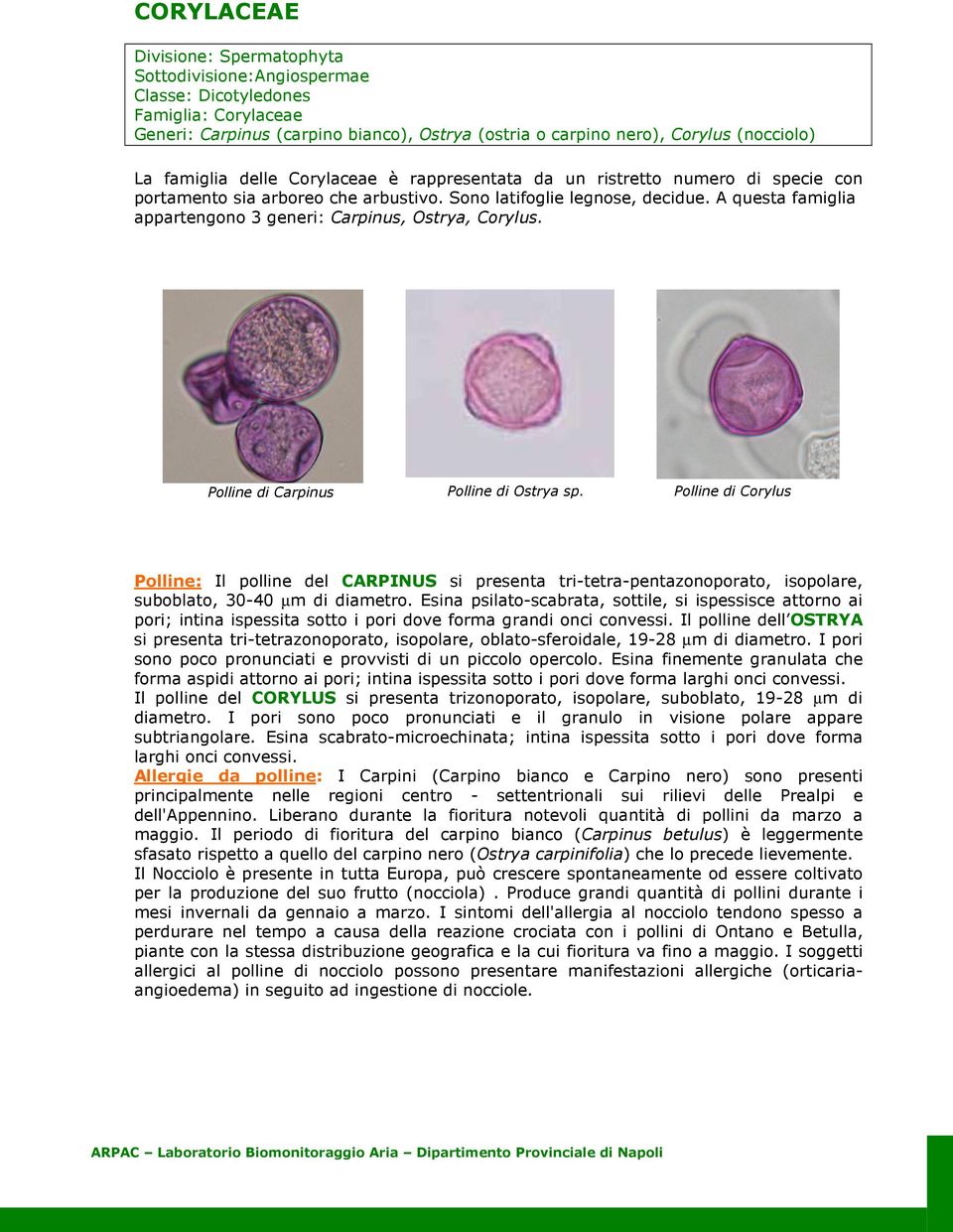 A questa famiglia appartengono 3 eri: Carpinus, Ostrya, Corylus. Polline di Carpinus Polline di Ostrya sp.