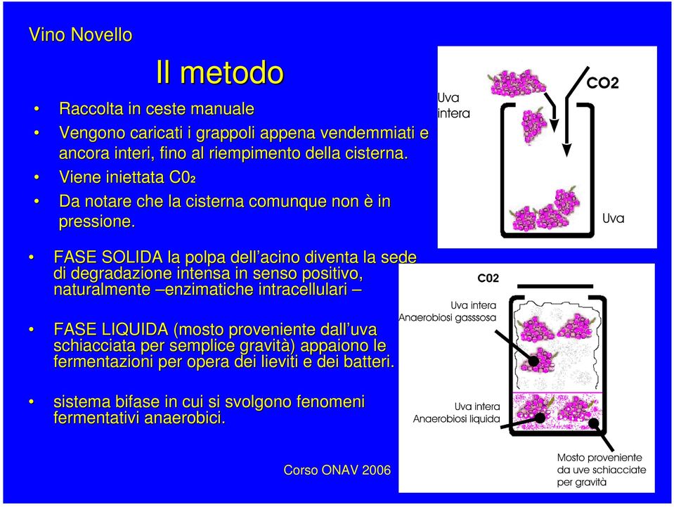 FASE SOLIDA la polpa dell acino diventa la sede di degradazione intensa in senso positivo, naturalmente enzimatiche intracellulari FASE