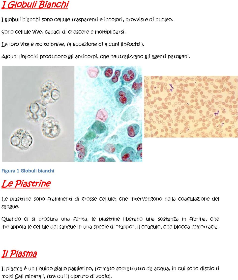 Figura 1 Globuli bianchi Le Piastrine Le piastrine sono frammenti di grosse cellule; che intervengono nella coagulazione del sangue.
