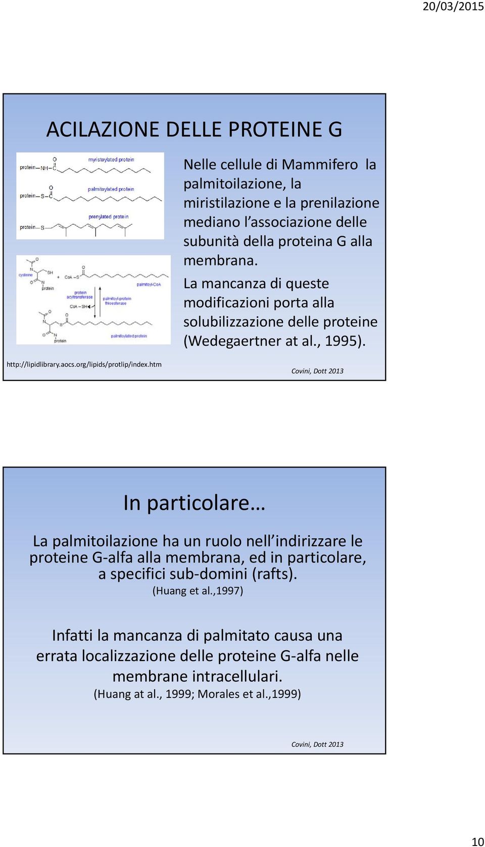 htm Covini, Dott 2013 In particolare La palmitoilazione ha un ruolo nell indirizzare le proteine G alfa alla membrana, ed in particolare, a specifici sub domini (rafts).