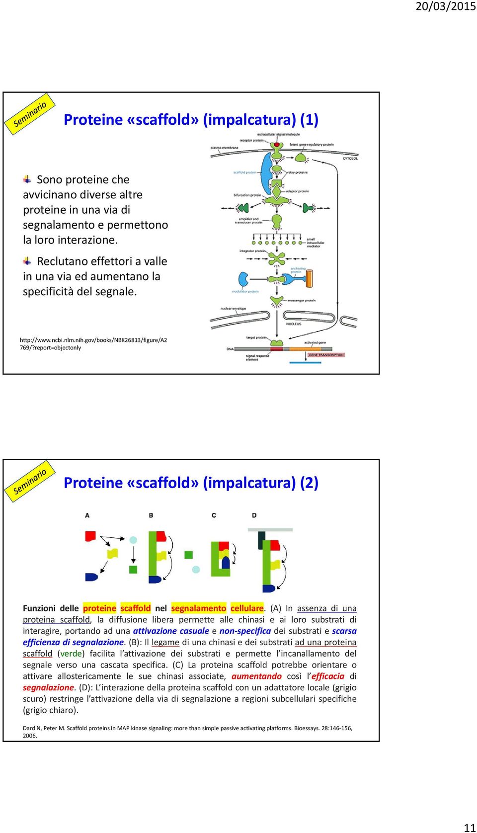 report=objectonly Proteine «scaffold» (impalcatura) (2) Funzioni delle proteine scaffold nel segnalamento cellulare.