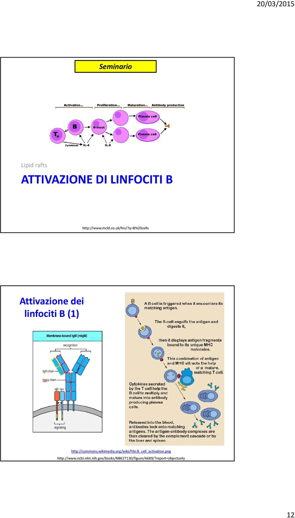 q=b%20cells Attivazione dei linfociti B (1) http://commons.
