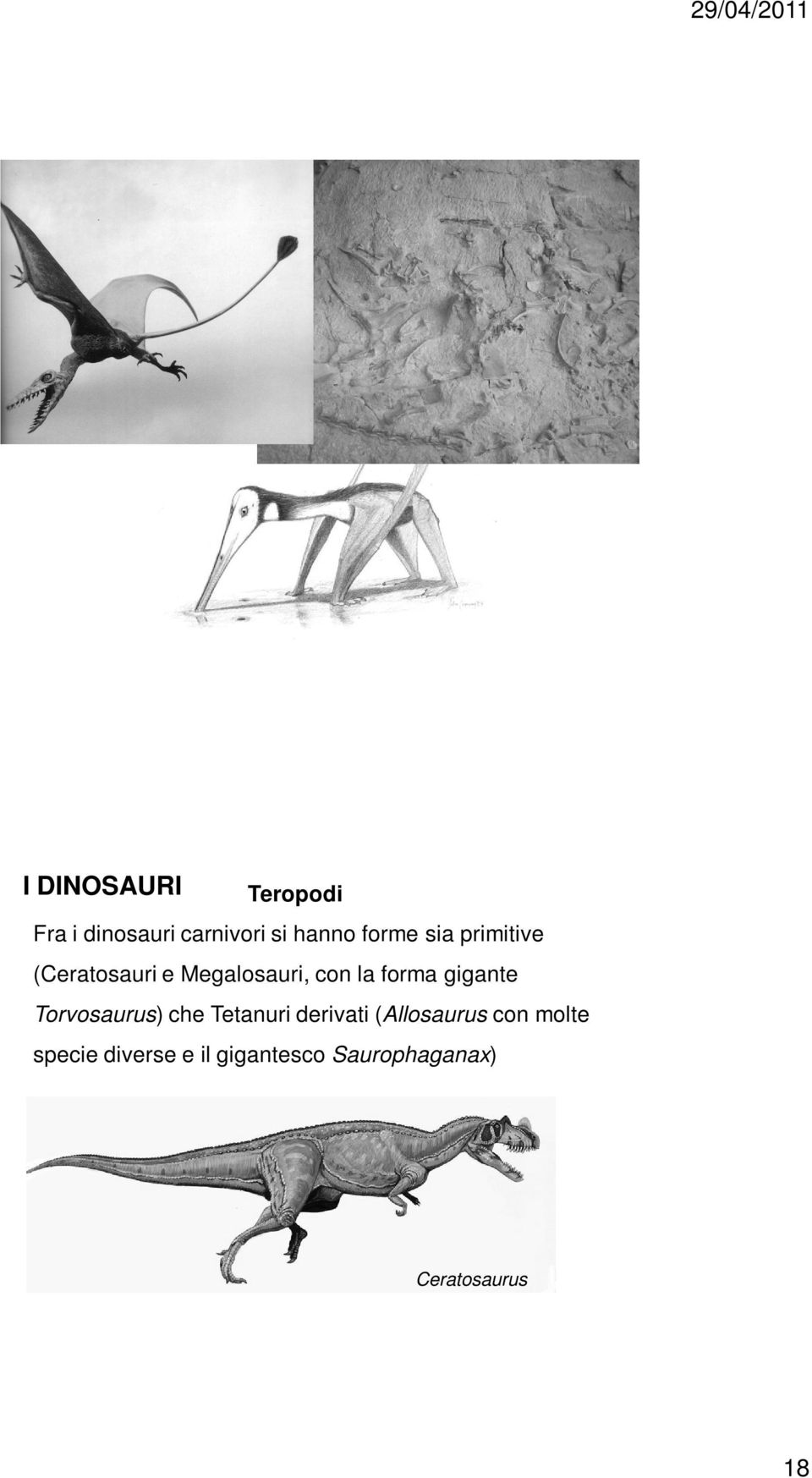 gigante Torvosaurus) che Tetanuri derivati (Allosaurus con