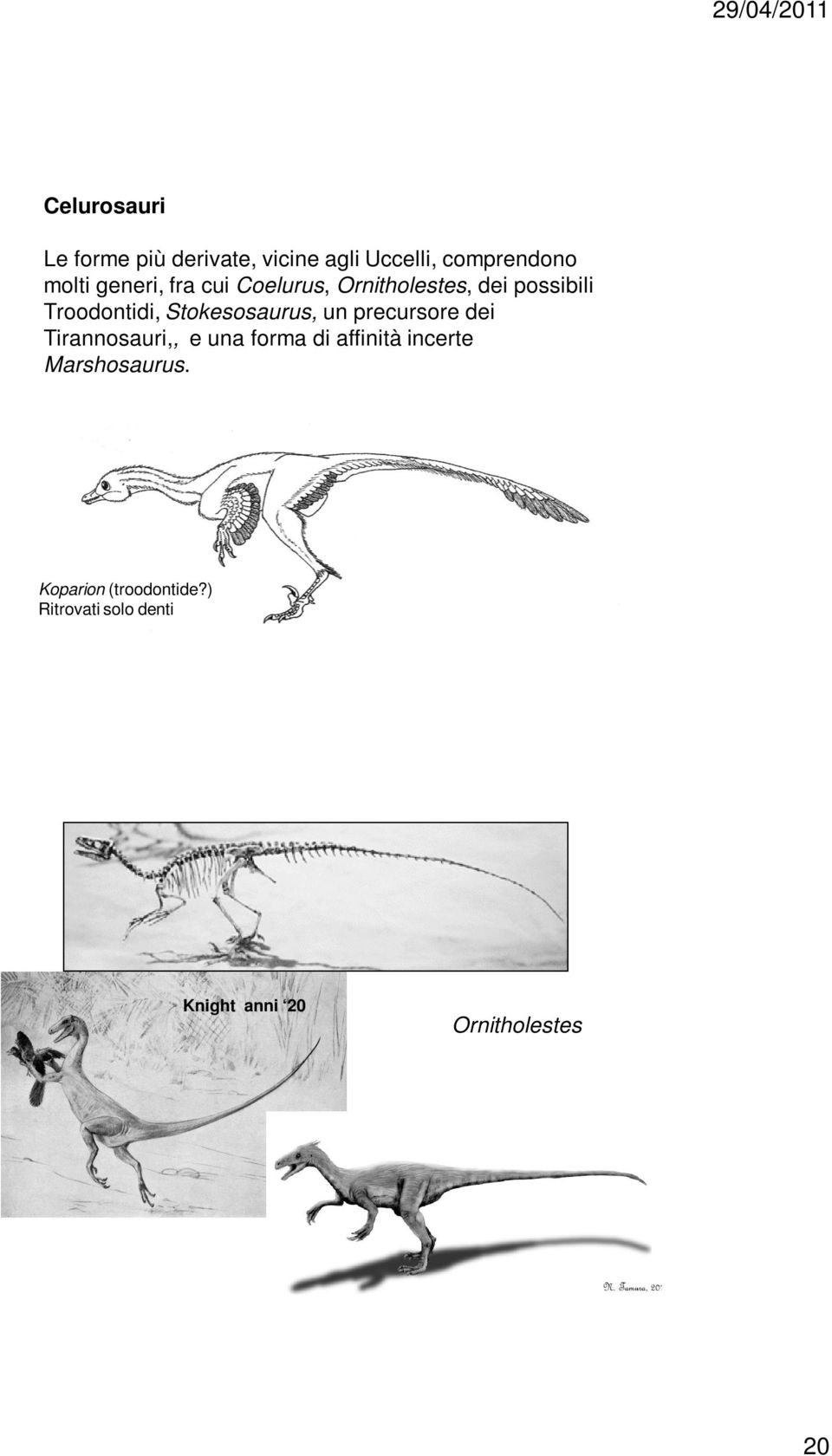 Stokesosaurus, un precursore dei Tirannosauri,, e una forma di affinità