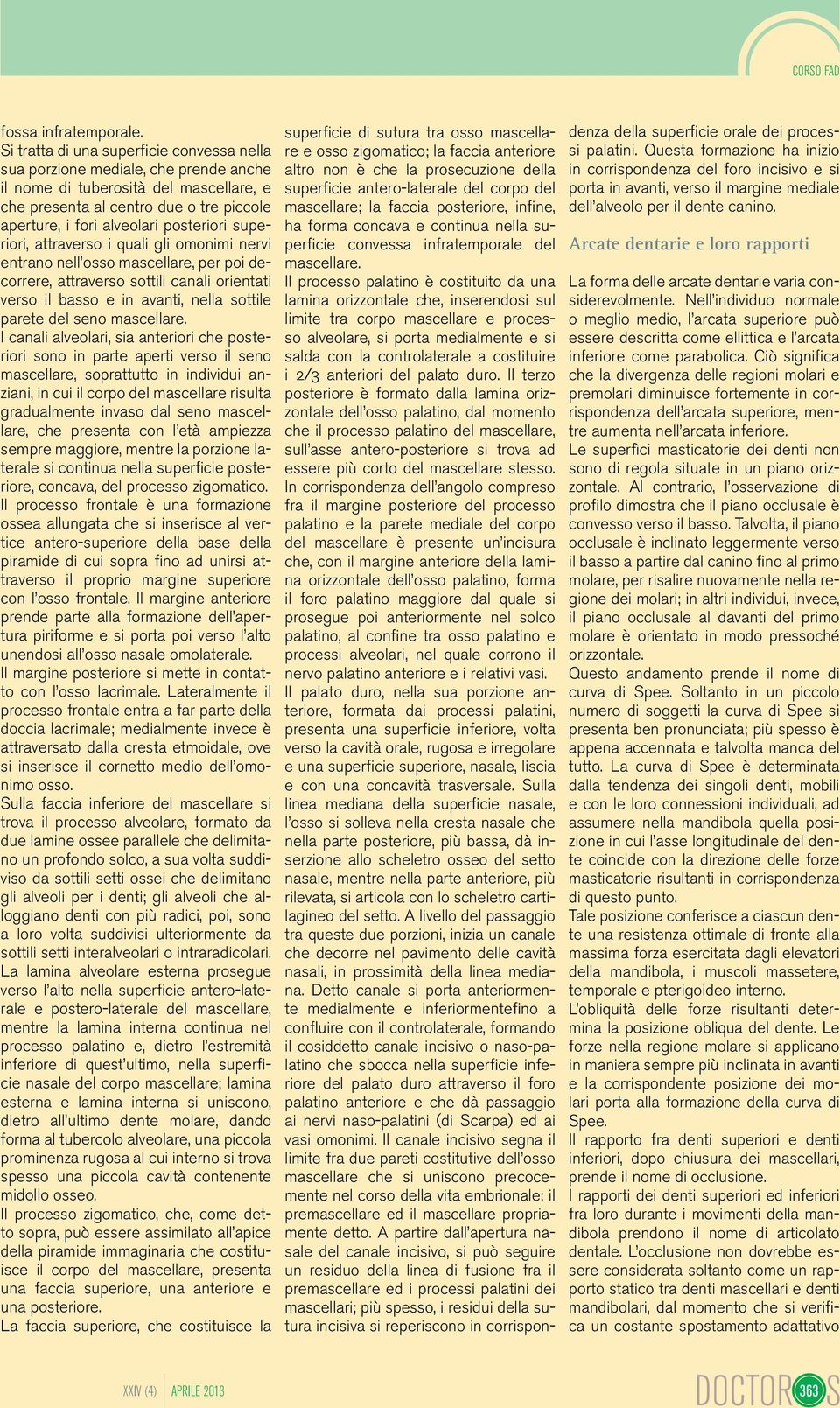 Il processo palatino è costituito da una lamina orizzontale che, inserendosi sul limite tra corpo mascellare e processo alveolare, si porta medialmente e si salda con la controlaterale a costituire i