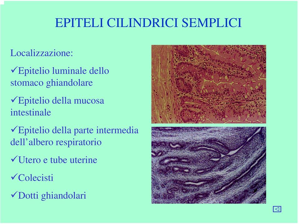 intestinale Epitelio della parte intermedia dell albero