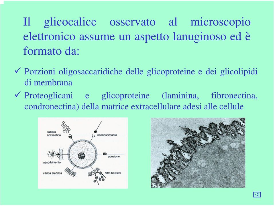 glicoproteine e dei glicolipidi di membrana Proteoglicani e