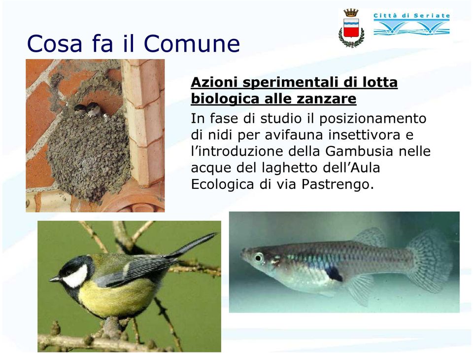 per avifauna insettivora e l introduzione della Gambusia