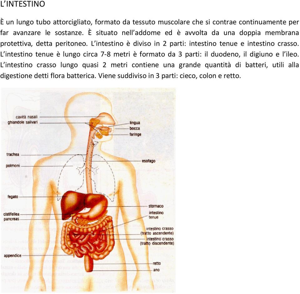 L intestino è diviso in 2 parti: intestino tenue e intestino crasso.