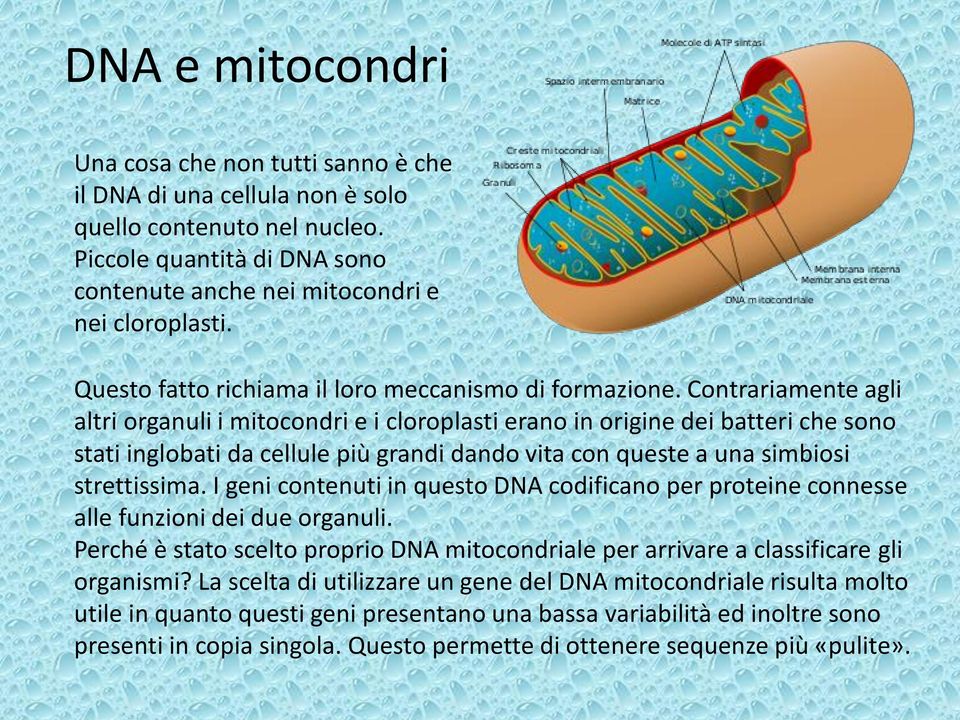 Contrariamente agli altri organuli i mitocondri e i cloroplasti erano in origine dei batteri che sono stati inglobati da cellule più grandi dando vita con queste a una simbiosi strettissima.