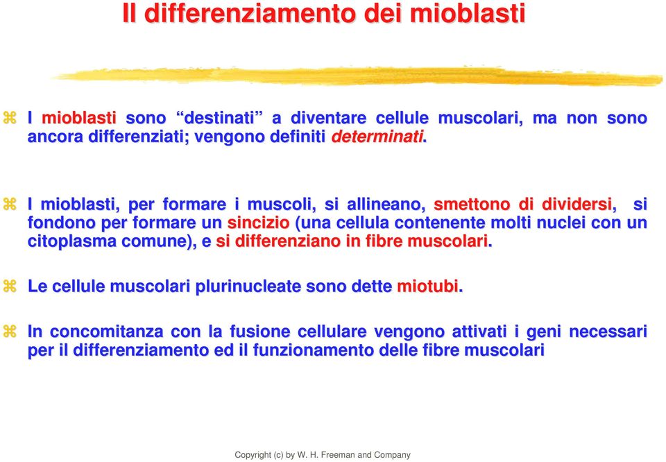 I mioblasti,, per formare i muscoli, si allineano, smettono di dividersi, si fondono per formare un sincizio (una cellula contenente molti