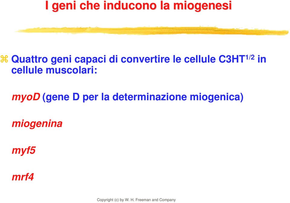 1/2 in cellule muscolari: myod (gene D per