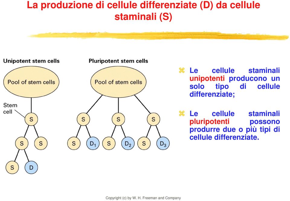 solo tipo di cellule differenziate; Le cellule staminali