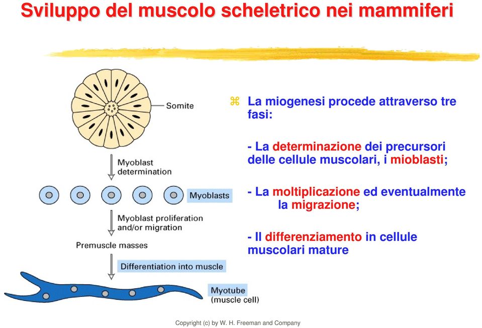 delle cellule muscolari, i mioblasti; -La moltiplicazione ed