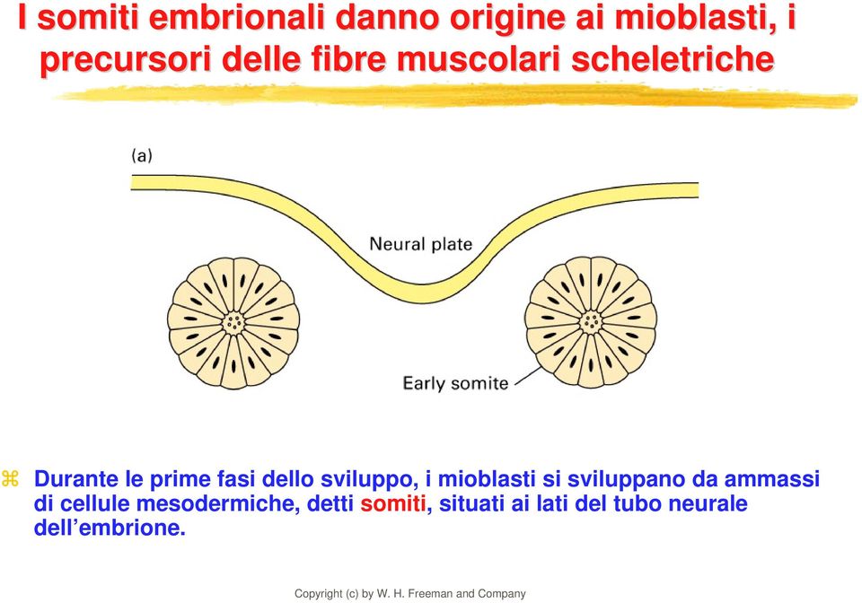 sviluppo, i mioblasti si sviluppano da ammassi di cellule