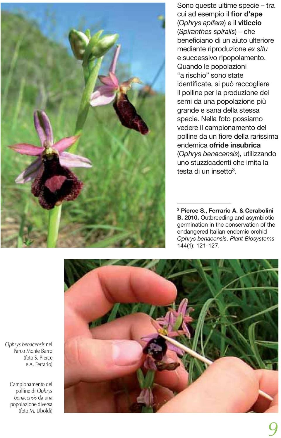 Nella foto possiamo vedere il campionamento del polline da un fiore della rarissima endemica ofride insubrica (Ophrys benacensis), utilizzando uno stuzzicadenti che imita la testa di un insetto 3.