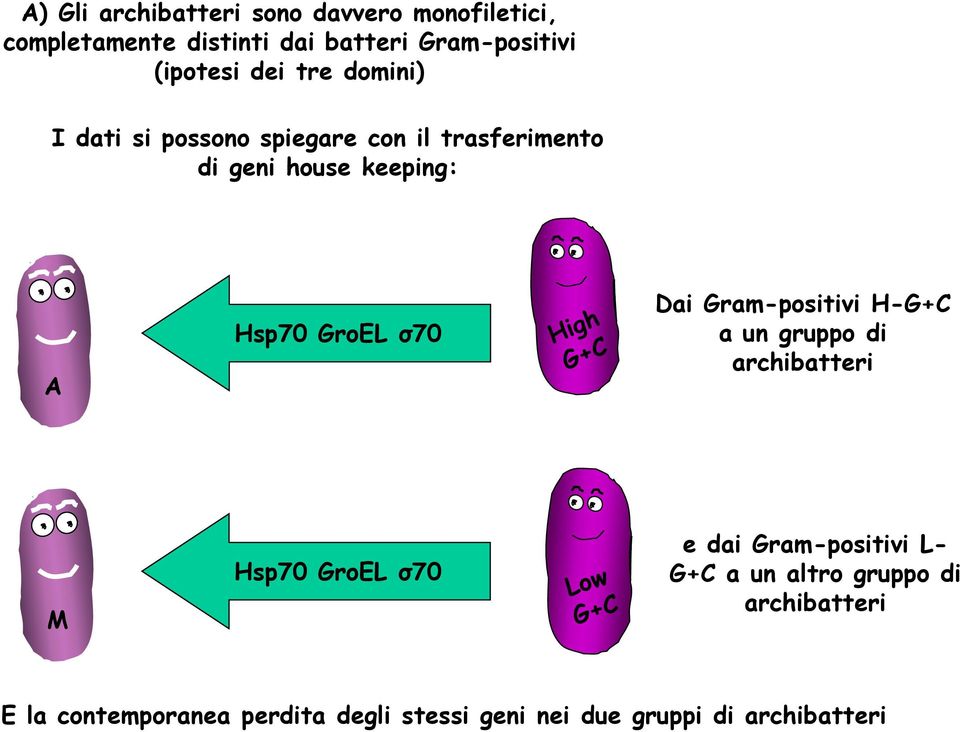 GroEL σ70 Dai Gram-positivi H-G+C a un gruppo di archibatteri M Hsp70 GroEL σ70 e dai Gram-positivi L-