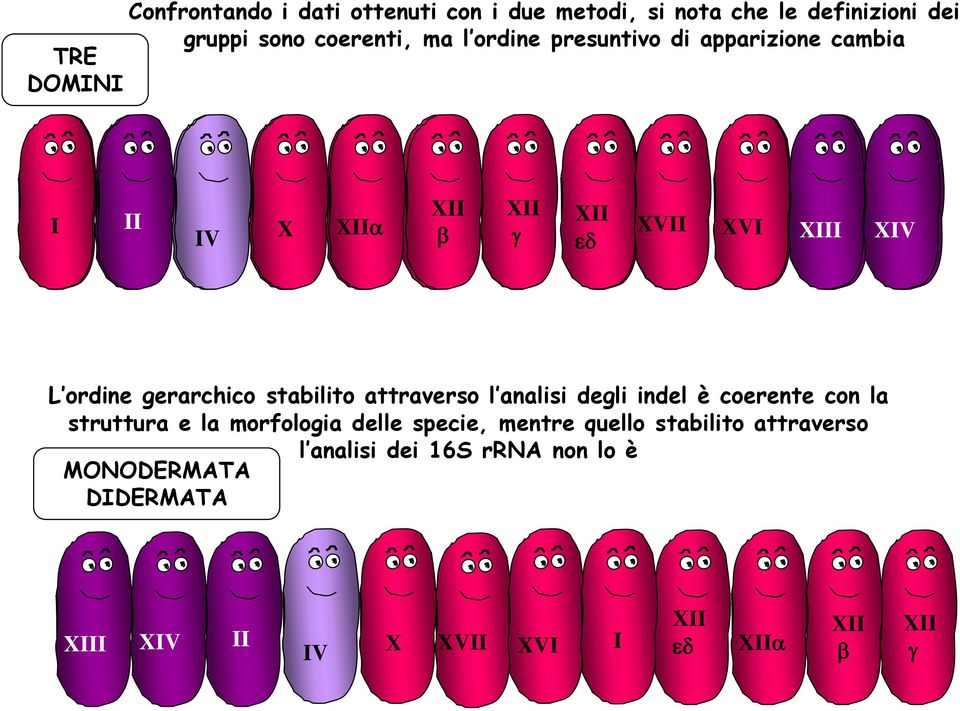 stabilito attraverso l analisi degli indel è coerente con la struttura e la morfologia delle specie, mentre quello