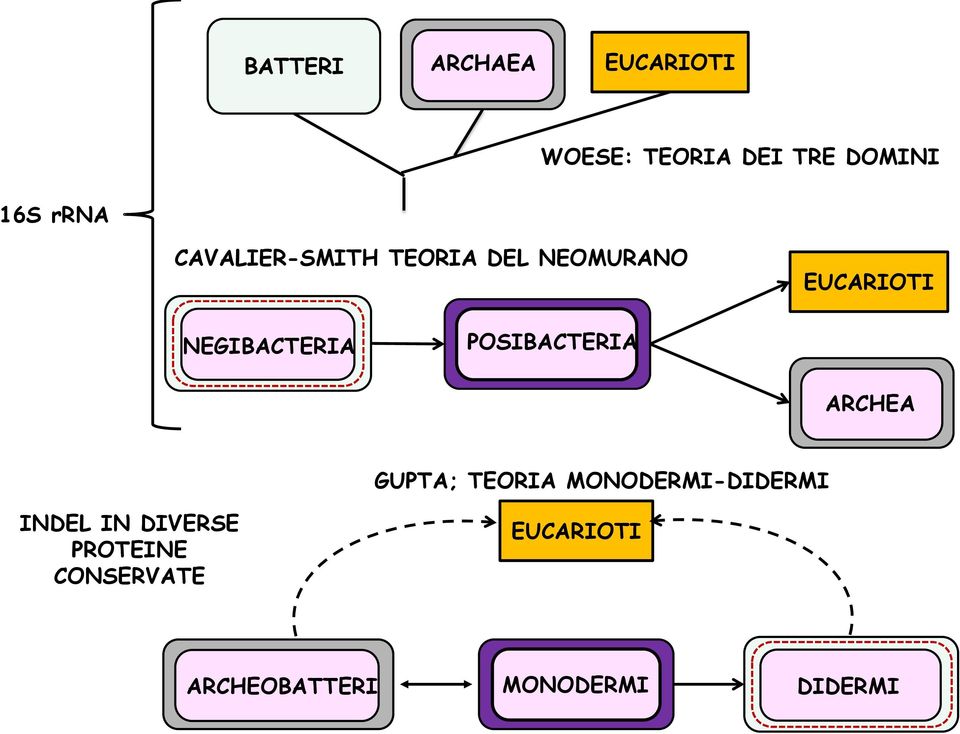 POSIBACTERIA ARCHEA GUPTA; TEORIA MONODERMI-DIDERMI INDEL IN