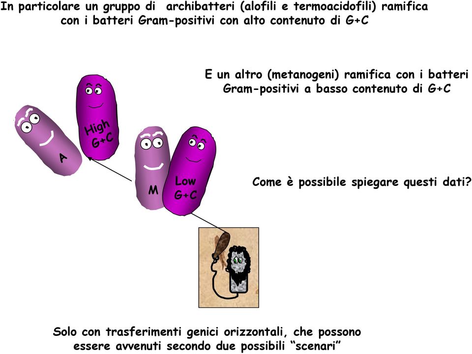 Gram-positivi a basso contenuto di G+C M Low G+C Come è possibile spiegare questi dati?