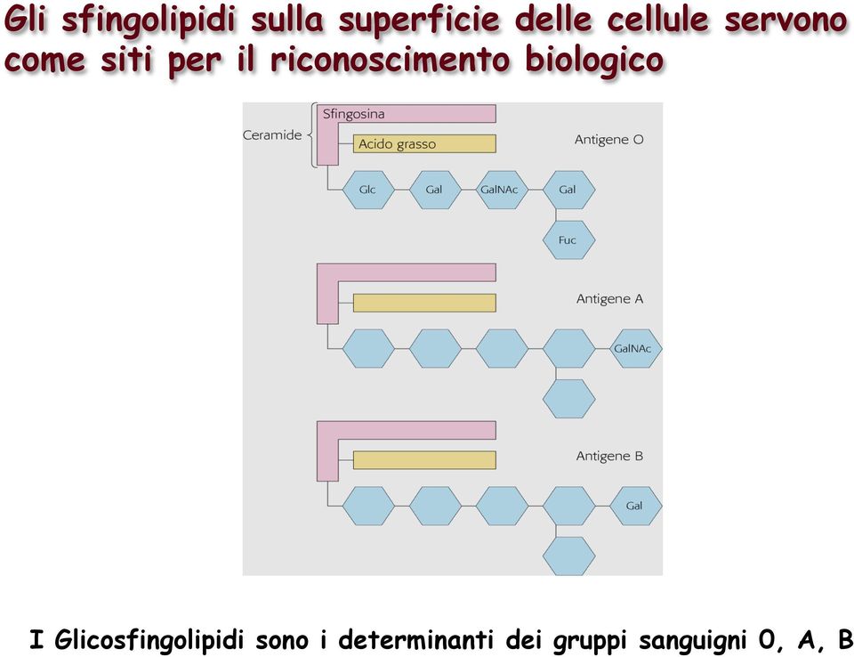 riconoscimento biologico I