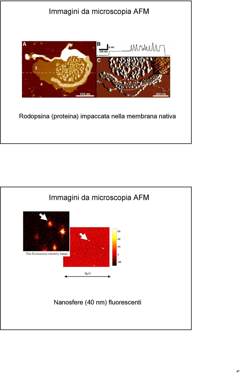 nella membrana nativa  Nanosfere