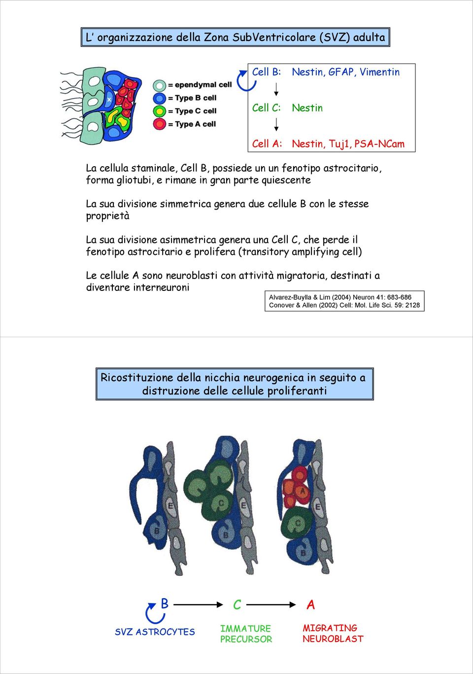 fenotipo astrocitario e prolifera (transitory amplifying cell) Le cellule A sono neuroblasti con attività migratoria, destinati a diventare interneuroni Alvarez-Buylla & Lim (2004) Neuron 41: