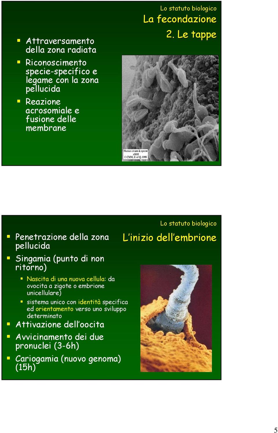 Le tappe Penetrazione della zona pellucida Singamia (punto di non ritorno) Nascita di una nuova cellula: da ovocita a zigote o embrione