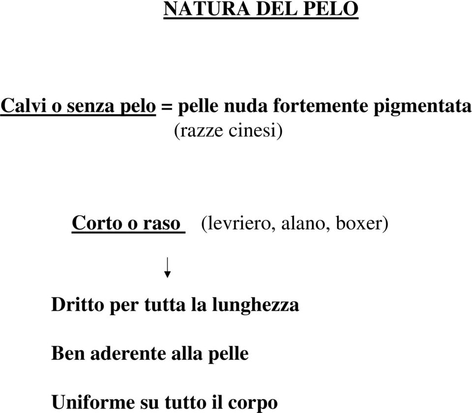 (levriero, alano, boxer) Dritto per tutta la