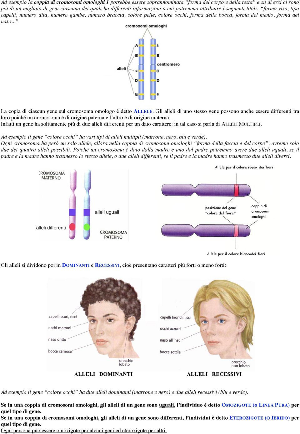.. La copia di ciascun gene sul cromosoma omologo è detto ALLELE.