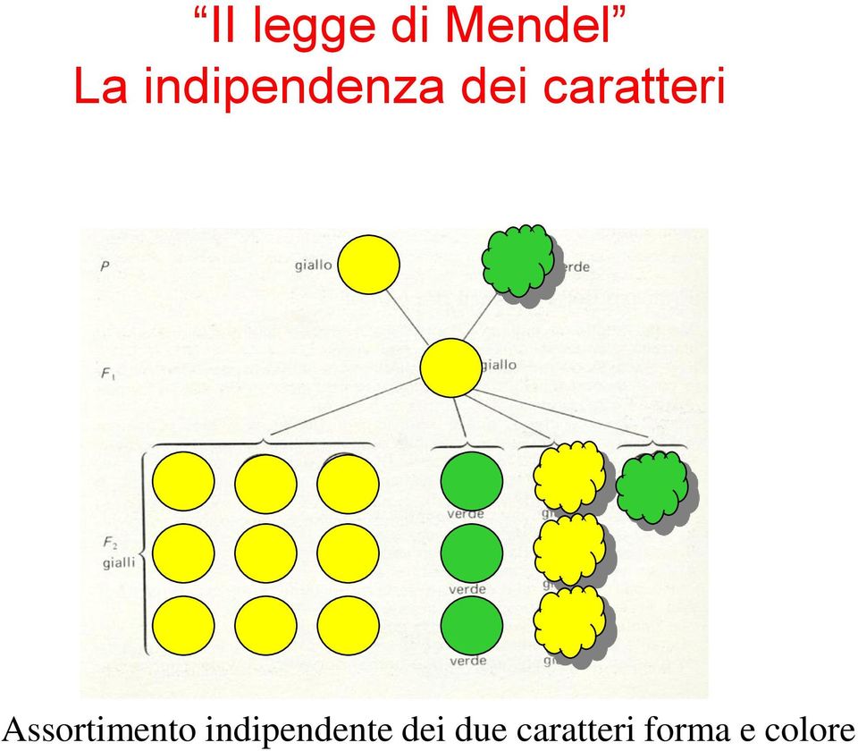 Assortimento indipendente