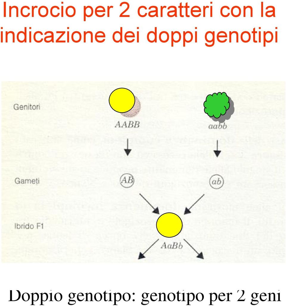 doppi genotipi Doppio