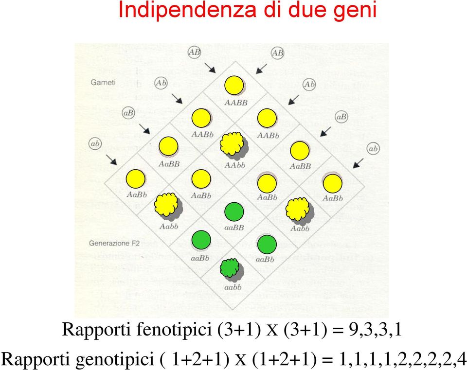 (3+1) = 9,3,3,1 Rapporti