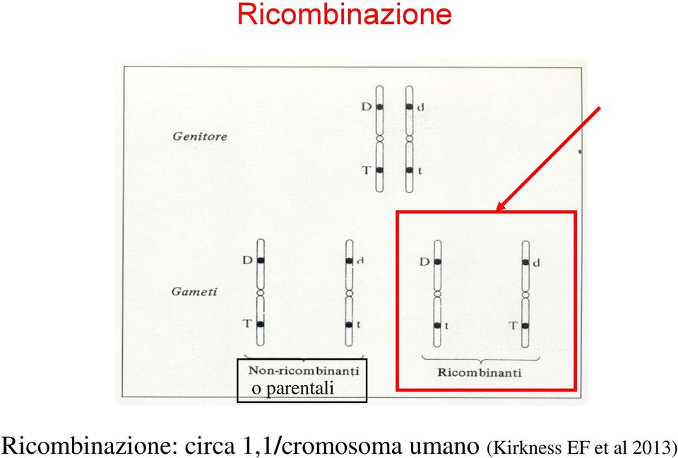 Ricombinazione: circa