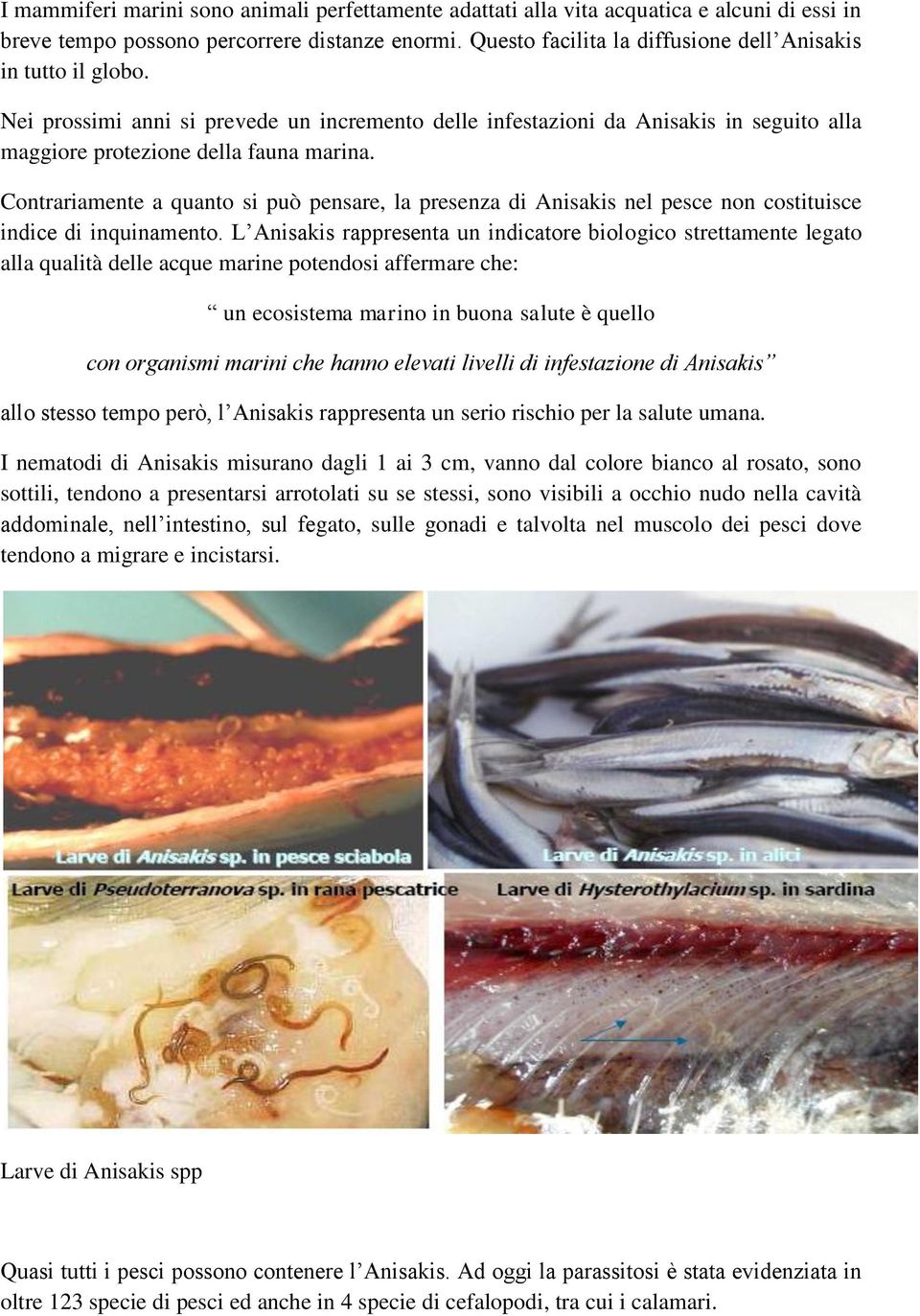 Contrariamente a quanto si può pensare, la presenza di Anisakis nel pesce non costituisce indice di inquinamento.