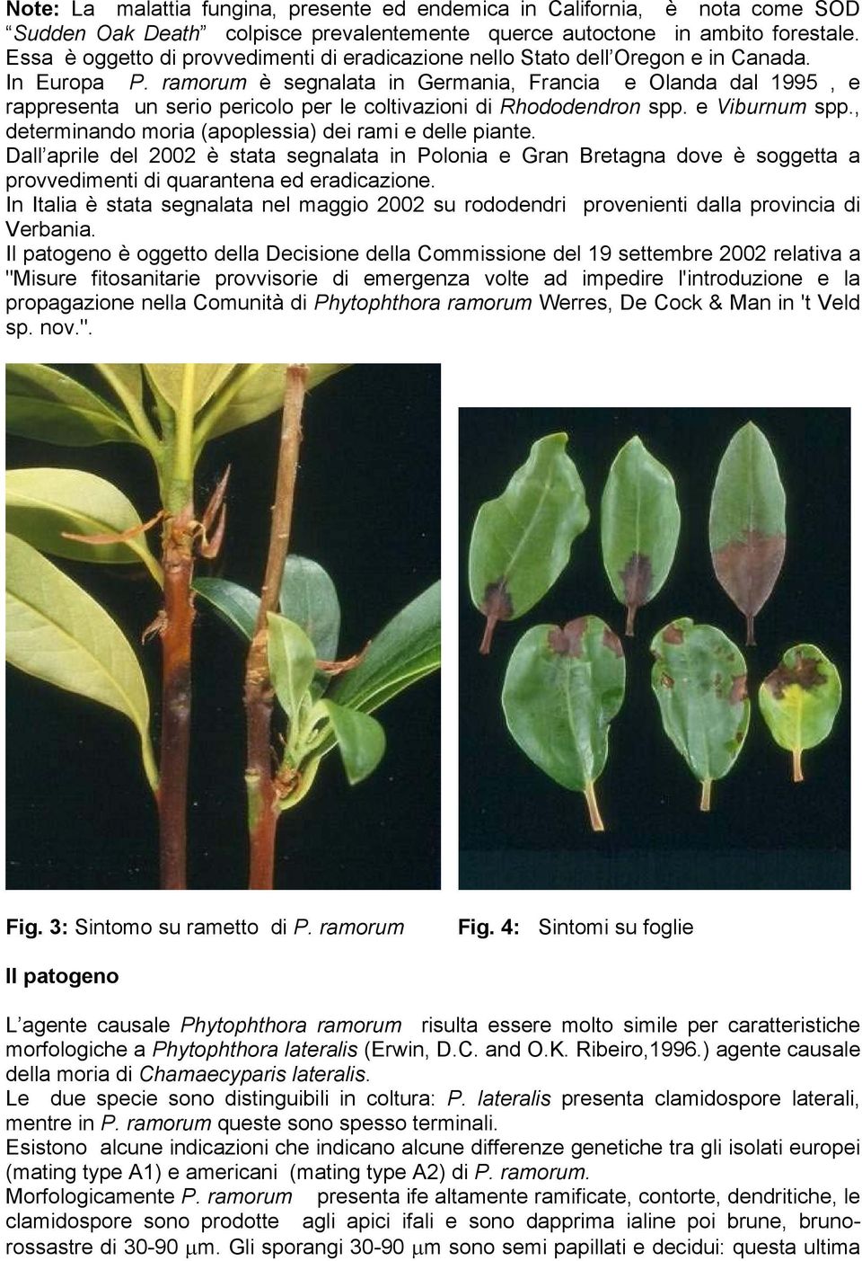 ramorum è segnalata in Germania, Francia e Olanda dal 1995, e rappresenta un serio pericolo per le coltivazioni di Rhododendron spp. e Viburnum spp.